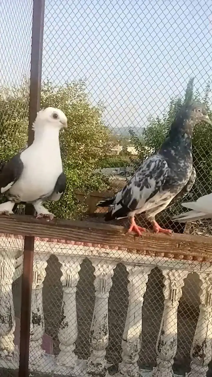 high flyer or. fancy pigeon — photo 5