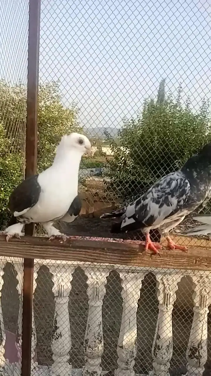high flyer or. fancy pigeon — photo 6