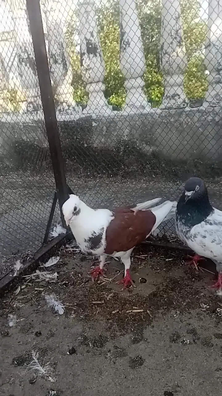 high flyer or. fancy pigeon — photo 7