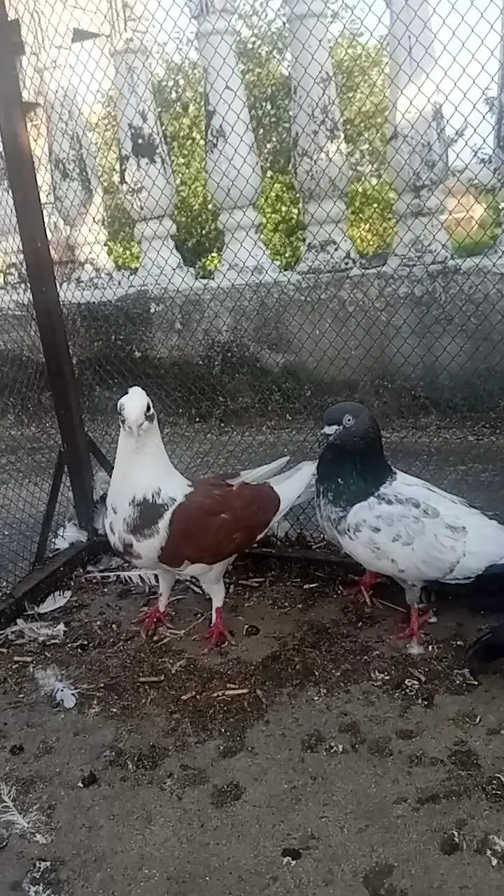 high flyer or. fancy pigeon — photo 8