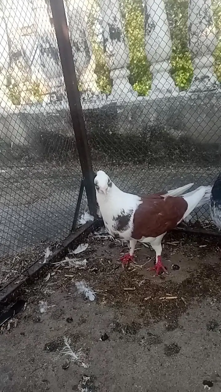 high flyer or. fancy pigeon — photo 9