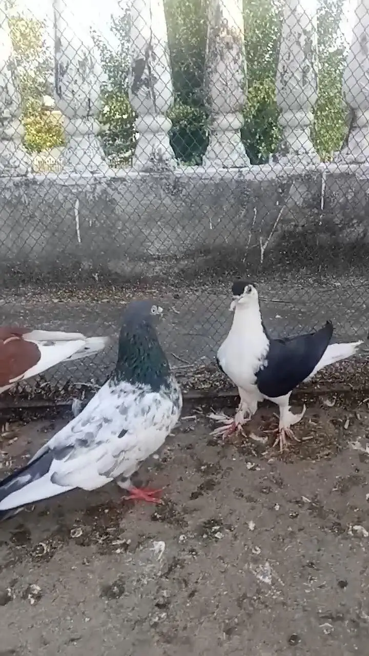 high flyer or. fancy pigeon — photo 10