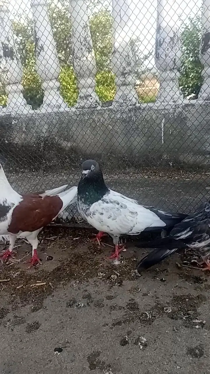 high flyer or. fancy pigeon — photo 11