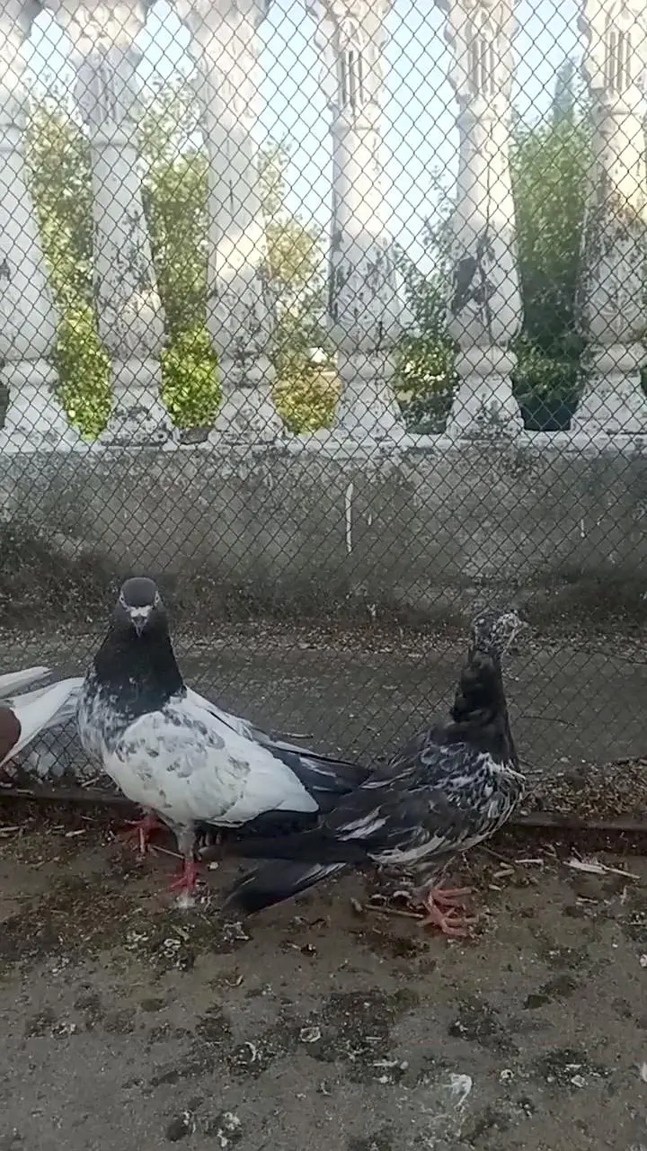 high flyer or. fancy pigeon — photo 12