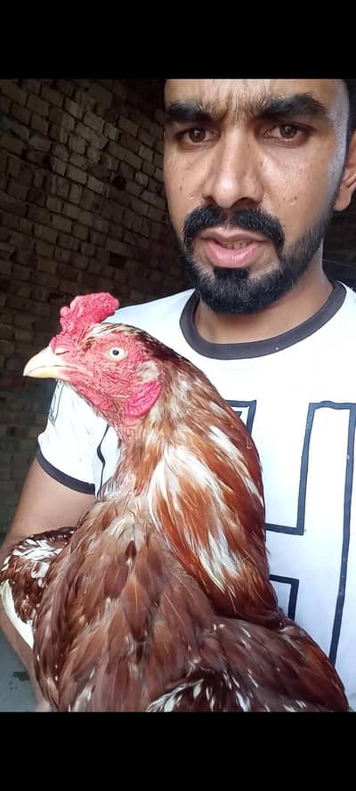 High Quality breeder pair