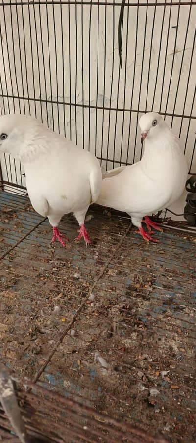 Kal dumbha pair