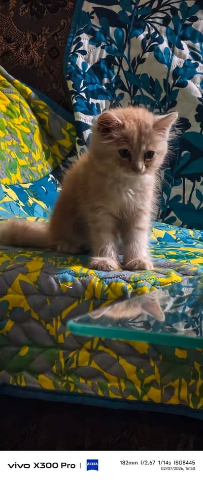 GOOD cat and Activ 03226243462