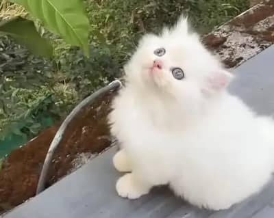 Persian female kitten for sale 0370_3660417 Whatsapp number