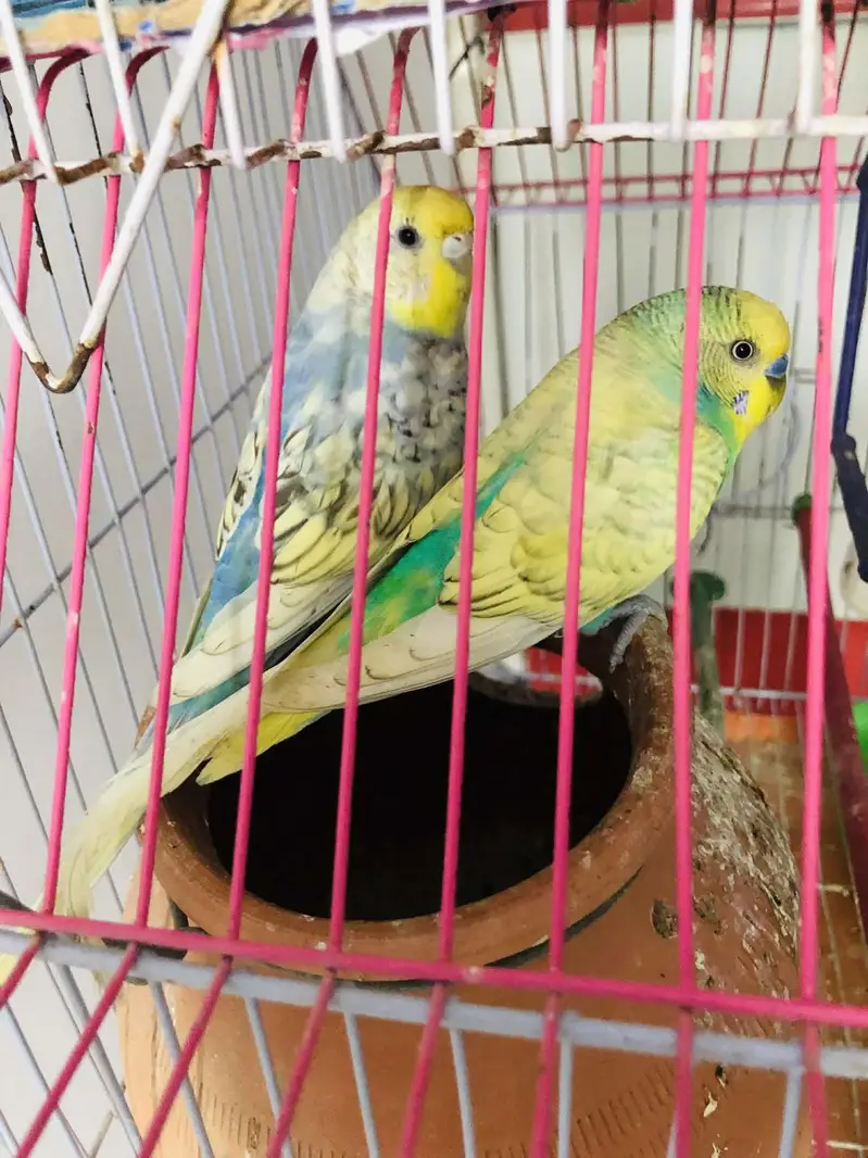 rainbow spangles budgies