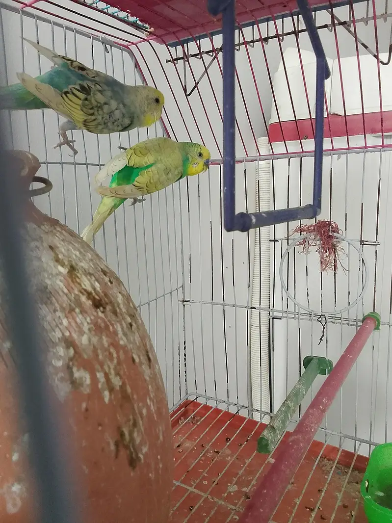 rainbow spangles budgies — photo 2