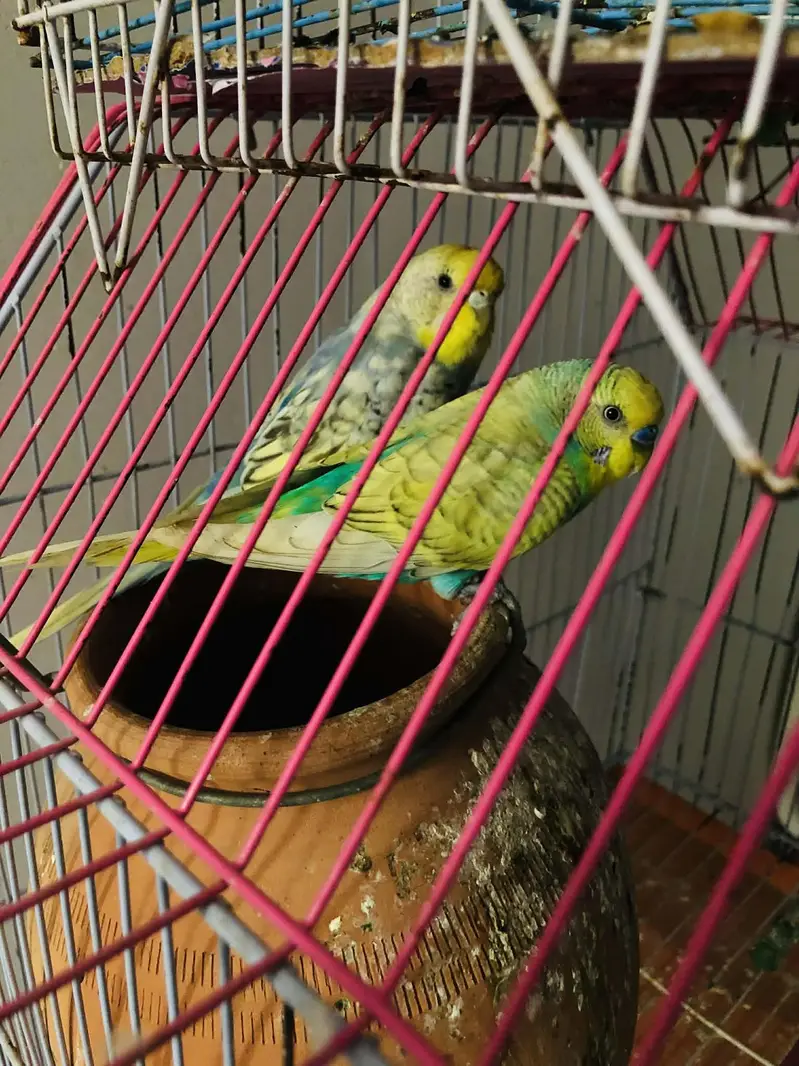 rainbow spangles budgies — photo 3