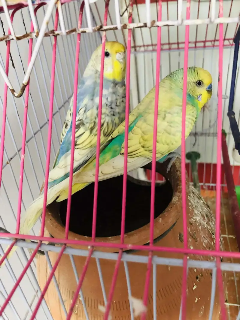 rainbow spangles budgies — photo 4