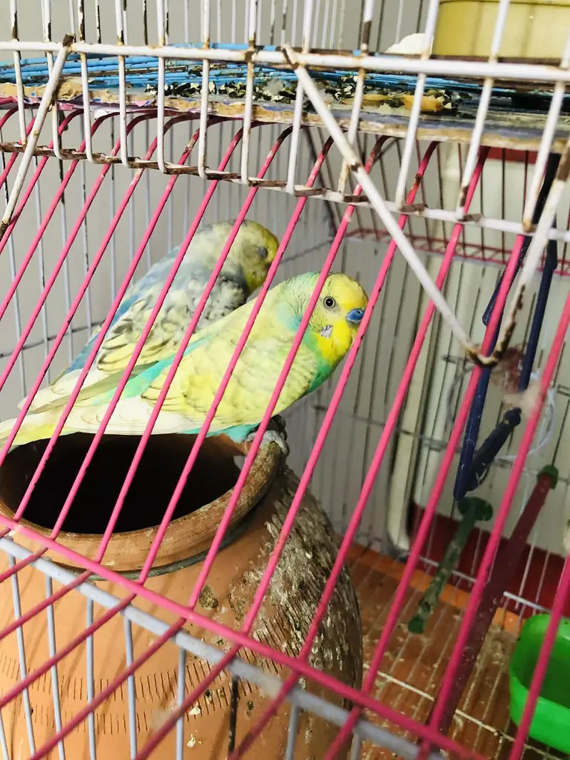 rainbow spangles budgies — photo 5
