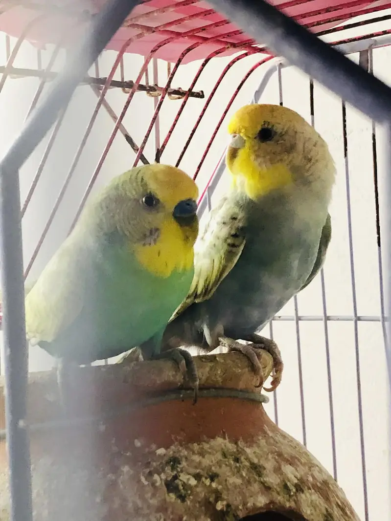 rainbow spangles budgies — photo 6