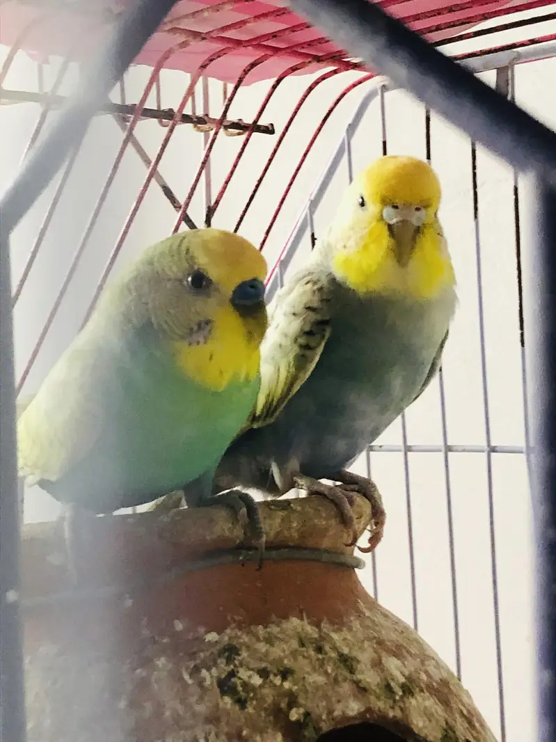 rainbow spangles budgies — photo 7