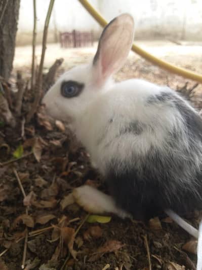 BLACK AND WHITE RABBIT PAIR FOR SALE