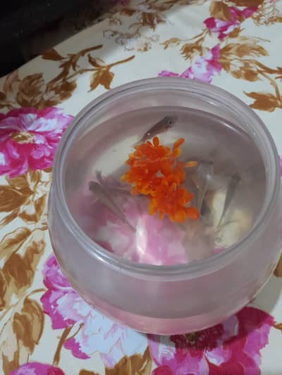 Aquarium bowl with Fishes
