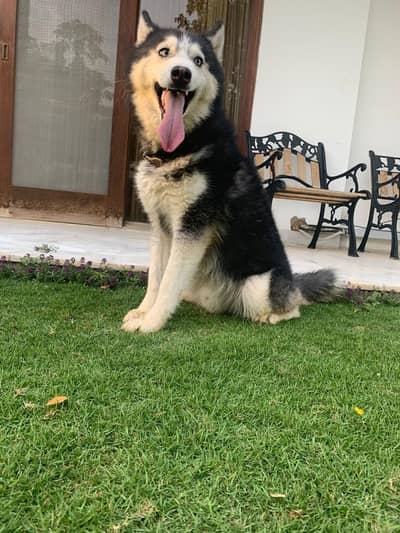 Pure breed Siberian Husky  Male  4 year old  60k