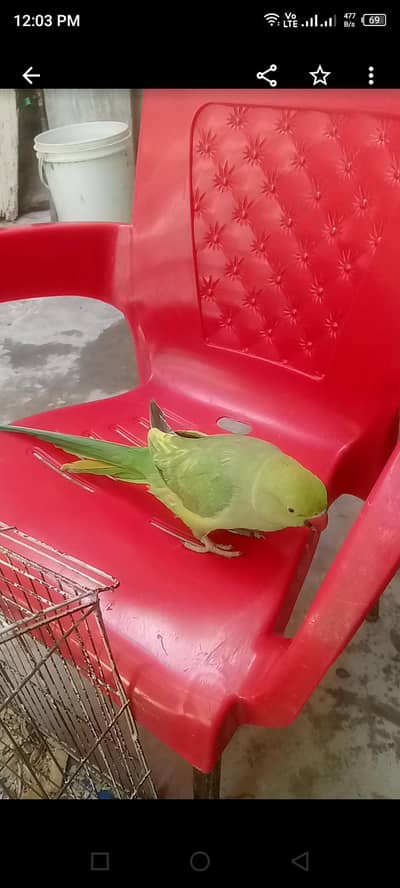 parrot for sale urgent talking
