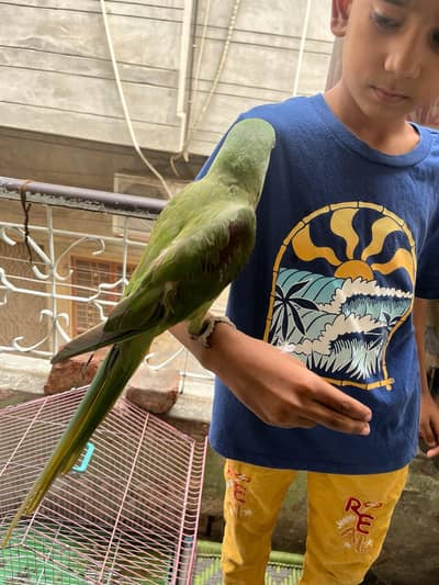 kashmiri raw parrot 