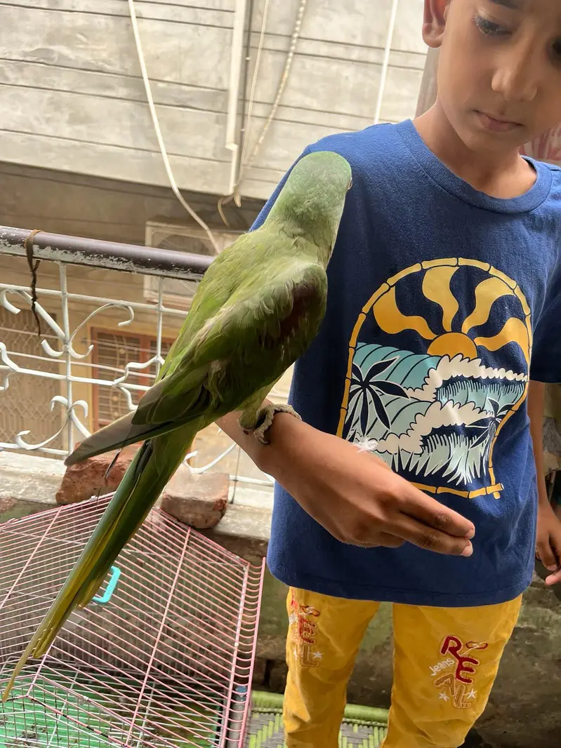 kashmiri raw parrot 