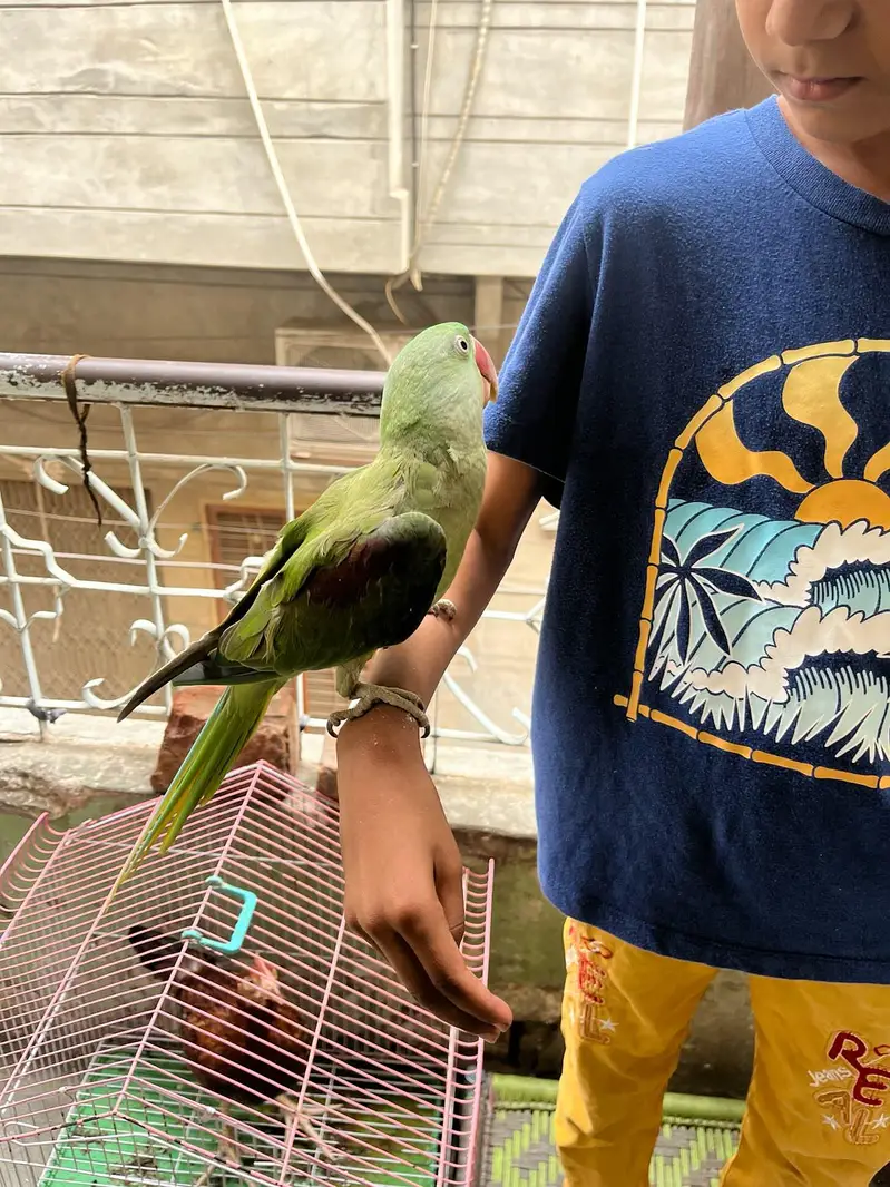 kashmiri raw parrot  — photo 2