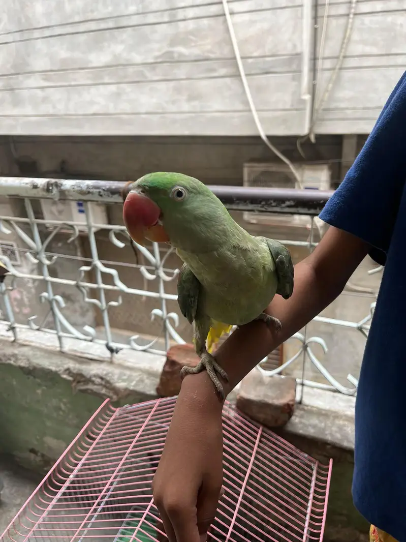 kashmiri raw parrot  — photo 3
