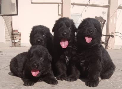 German Shepherd puppies 92@3305406115