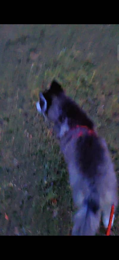 Siberian Husky