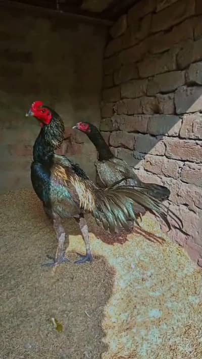 Top quality imported blood pair ,  and chicken