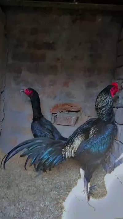 Top quality imported blood pair ,  and chicken