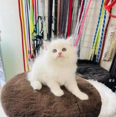 Persian female kitten for sale 0370_3660417 Whatsapp number