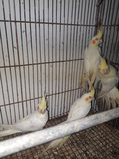 Cream Cockatiels Pathay