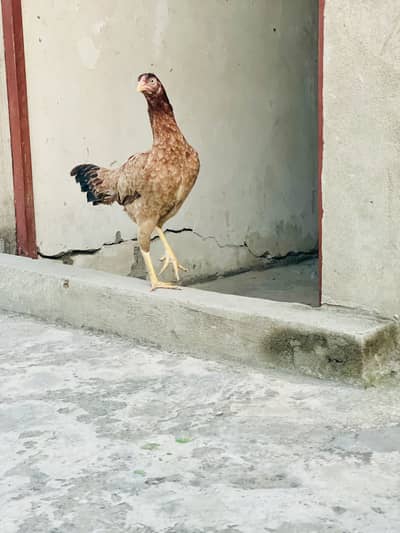 Aseel hen/ eggs/mashallah beautiful mianwali Aseel hen