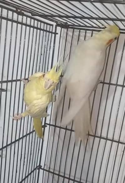 cocktail breeder pair avib with history pair