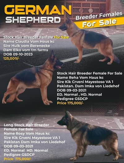 German shepherd and golden retriever adult male and female for sale