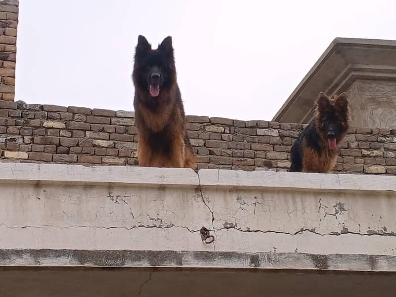German Shepherd 0