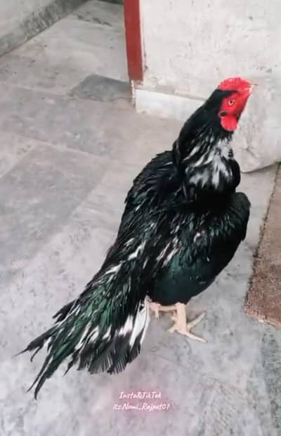 aseel chicks