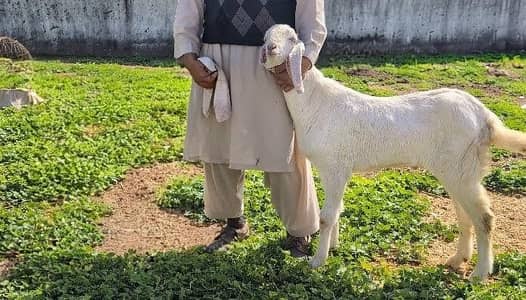 Rajanpuri Bakra