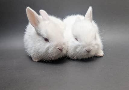bunny baby looking for a new shelter