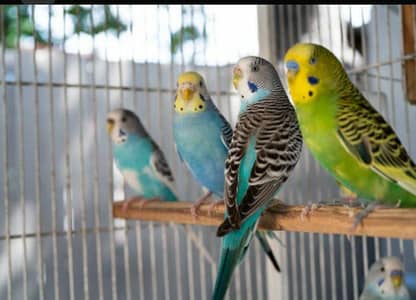 Australian Birds for Sale - Healthy and Active