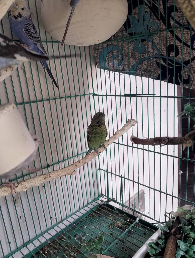 breeder pair 0