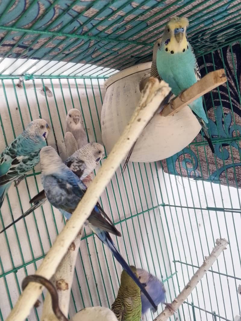 breeder pair 1
