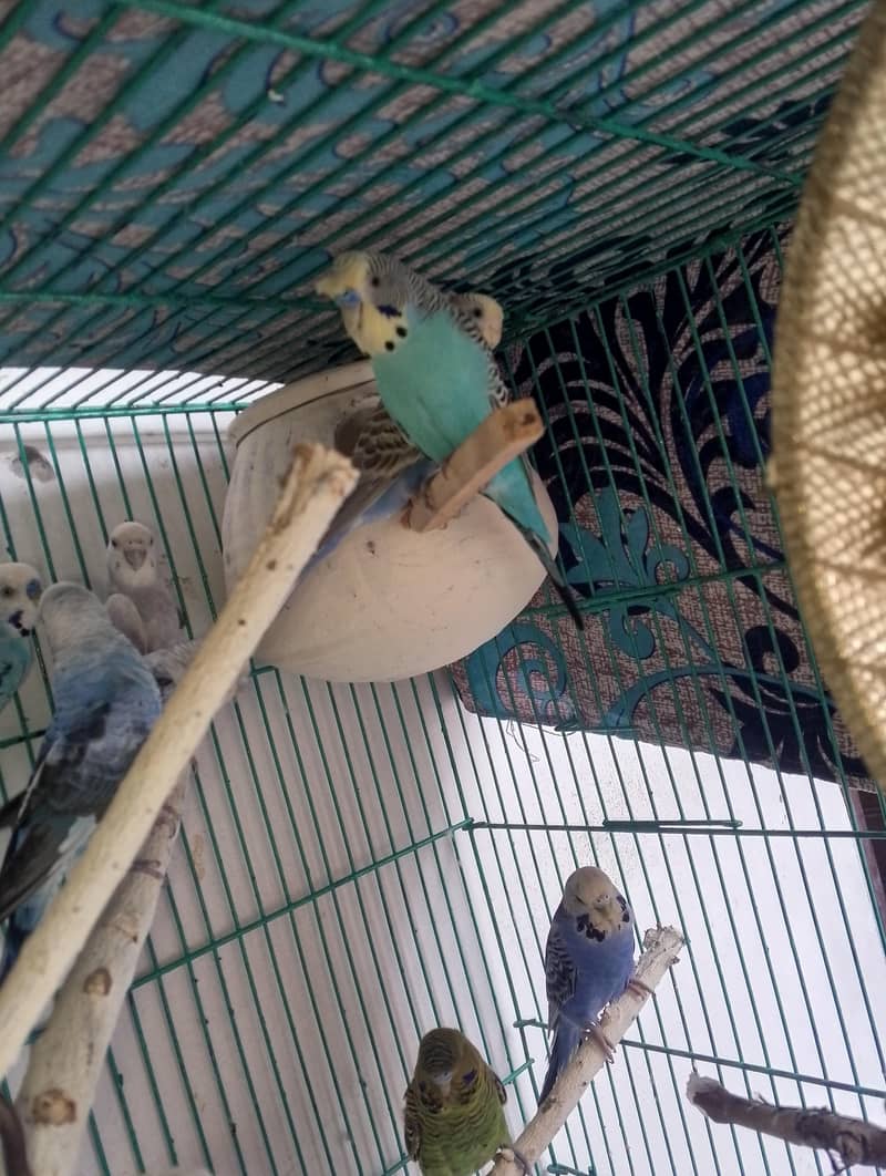 breeder pair 2