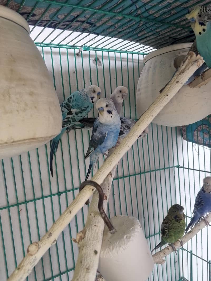 breeder pair 3