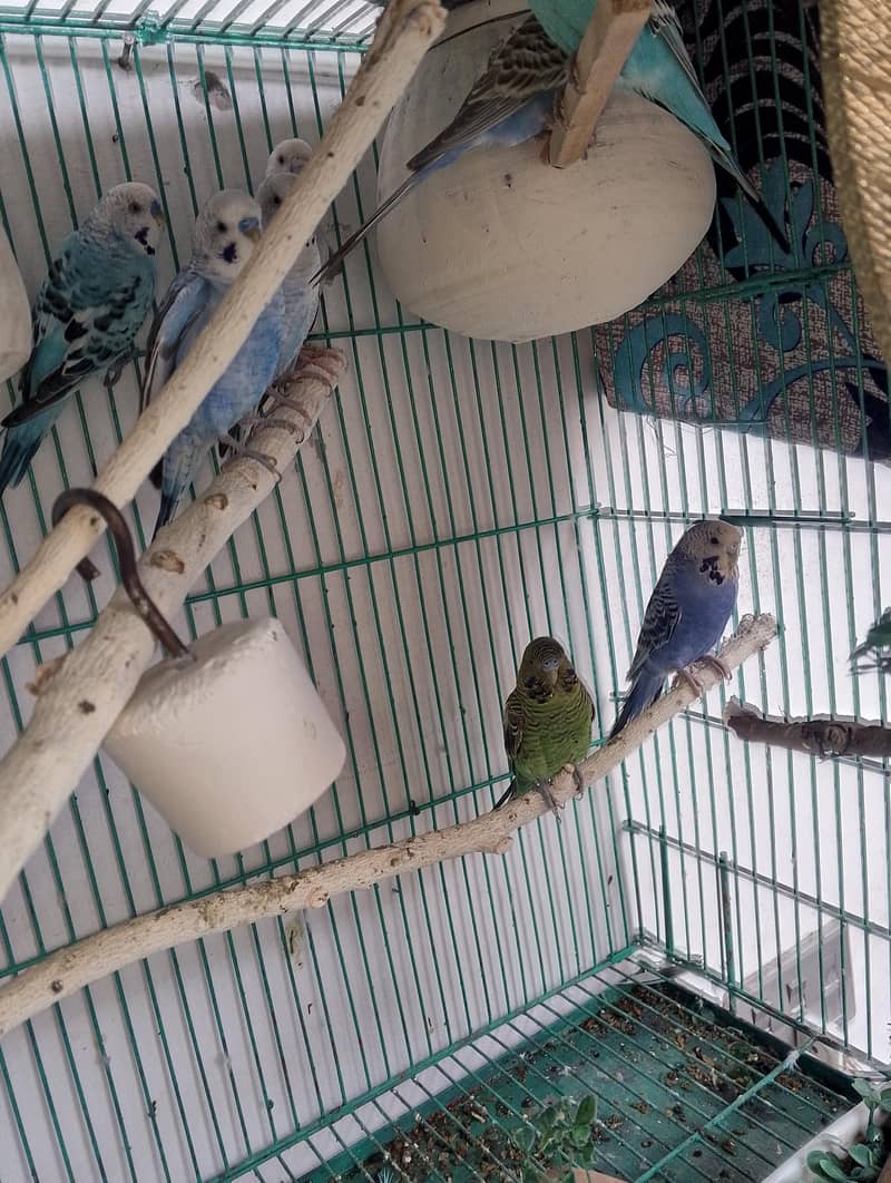breeder pair 4