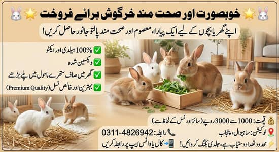 خوبصورت اور گھر کے پلے ہوئے خرگوش