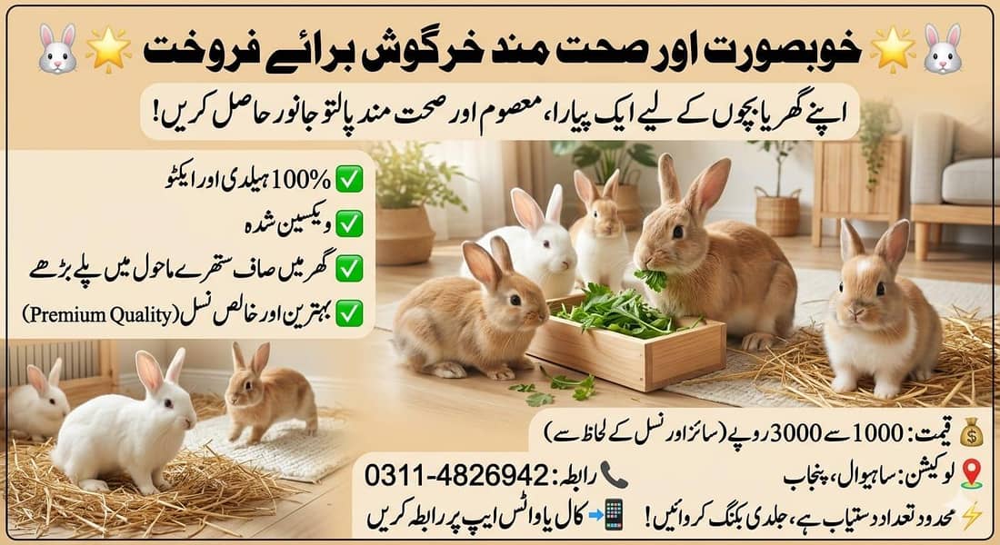 خوبصورت اور گھر کے پلے ہوئے خرگوش 0