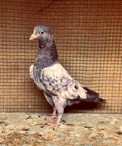 1250 pr, what's up 03259426356 original teddy,kasori baby pigeon