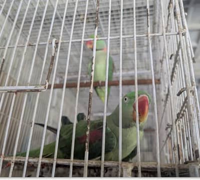 Raw parrots Breeder pair for sell